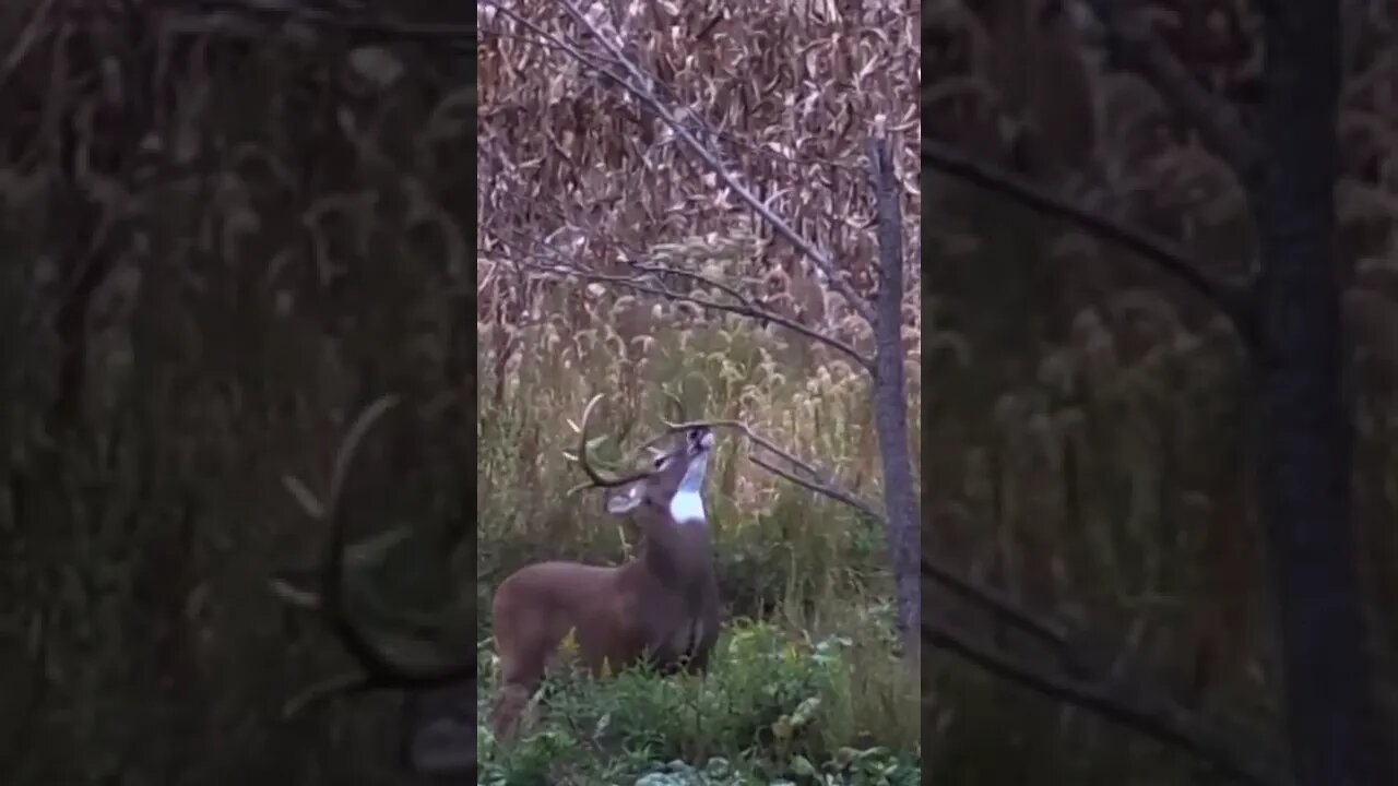 The truth about mock scrapes #shorts #deer #deerhunting