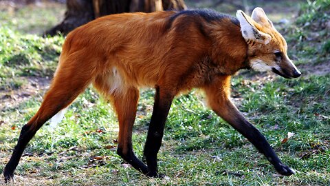 Maned Wolf Spoted on Street