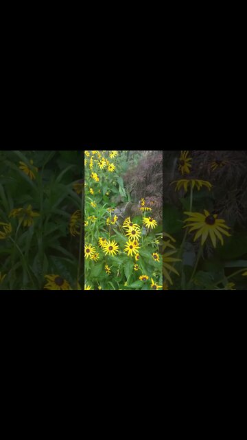 LoFi ASMR | Nature Sounds | Rain and Flowers