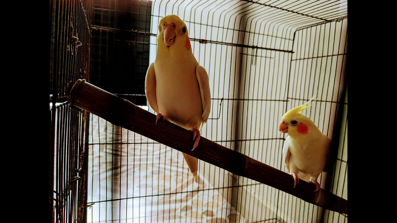 Enchanting White Cocktail Parrots