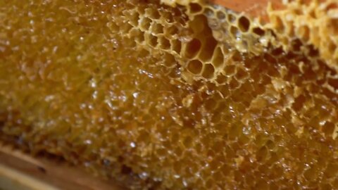 Close up footage of a hive frame, the shot is moving