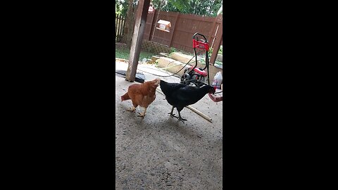 Feeding Chickens