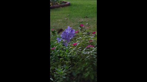 Baby Hummingbird