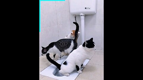 Conscious toilet cats ️😼️🚾👌