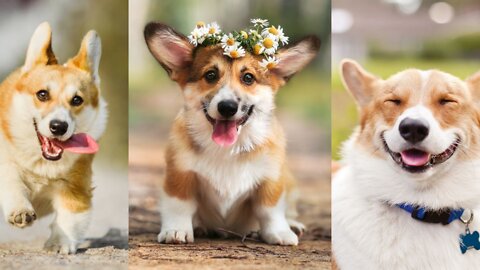 Animal training Tip for you professional dog trainer