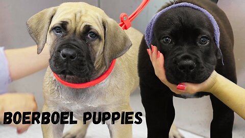 ADORABLE chonky Boerboel puppies