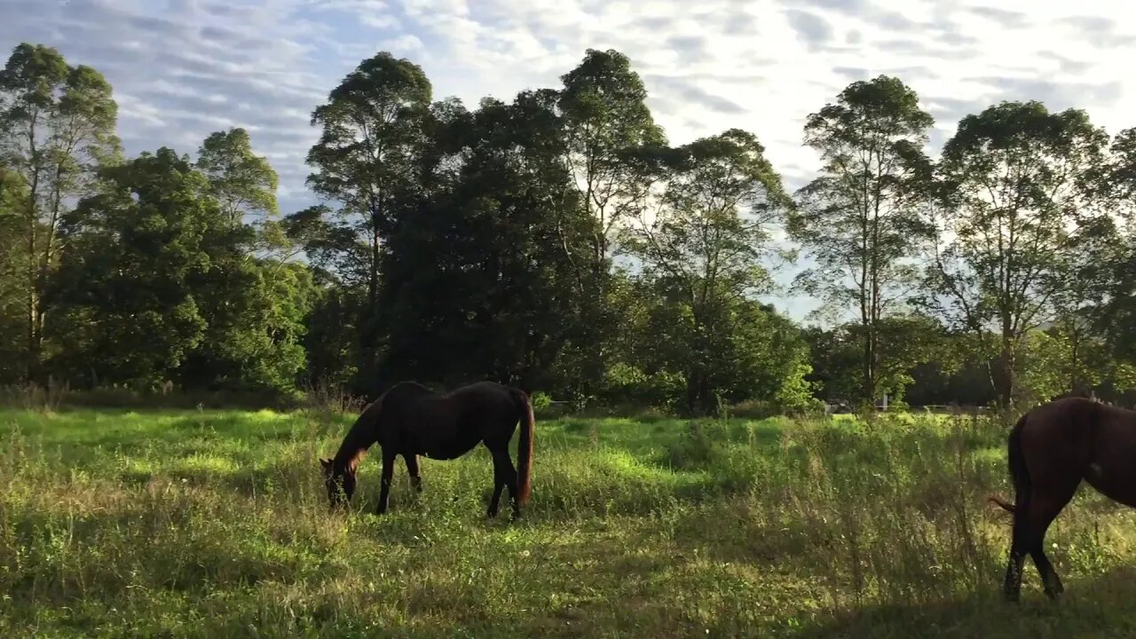 My horses