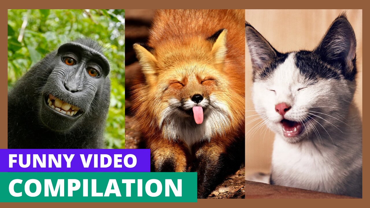 Top 10 Funny animals video 🤣😅😅😅