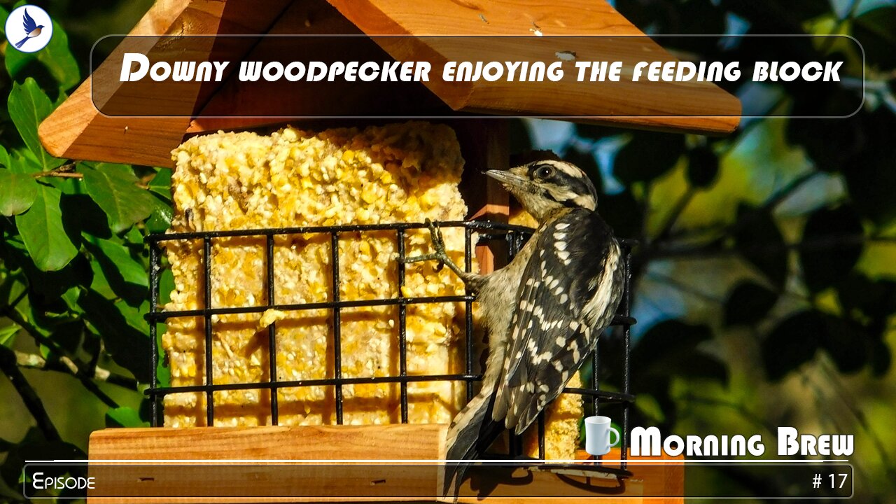 Downy woodpecker on feeding block