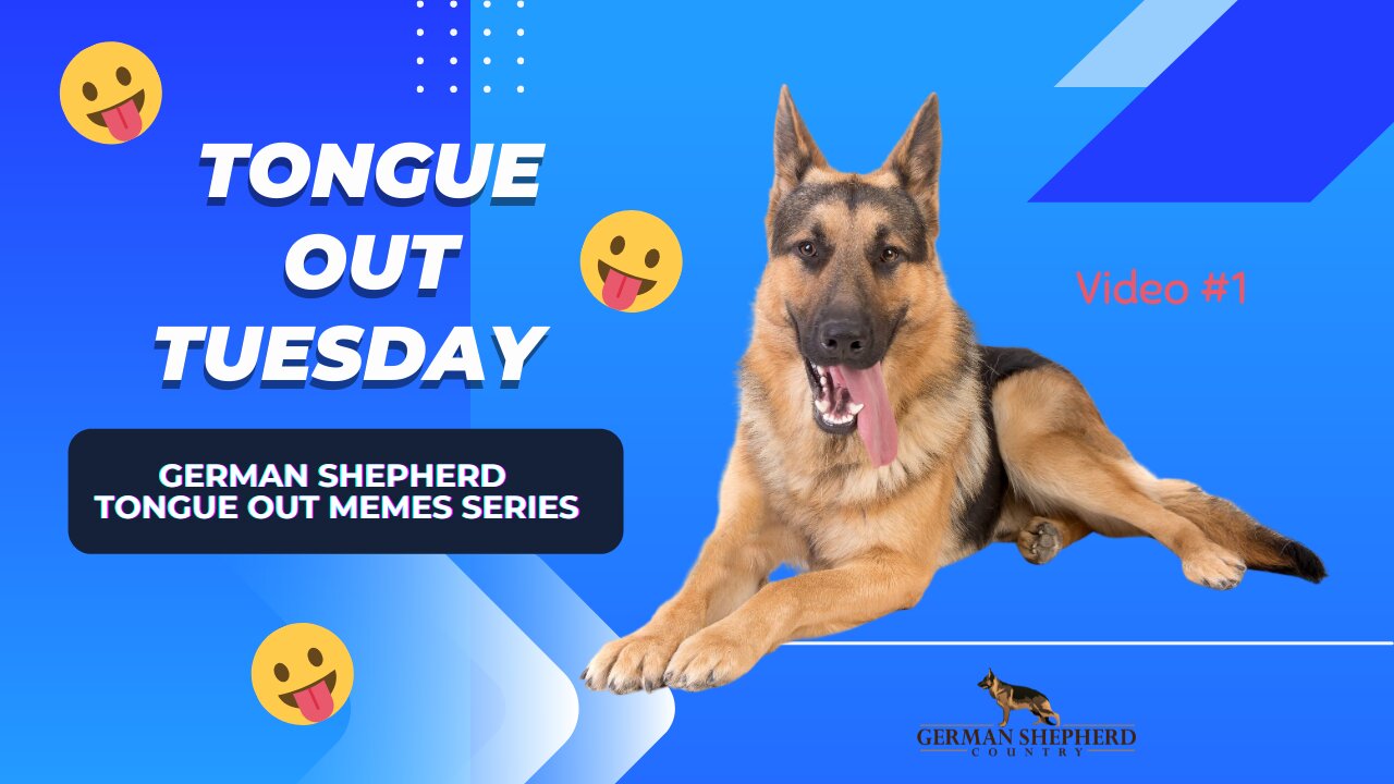 Tongue Out Tuesday 👅 Video #2 | German Shepherd Memes