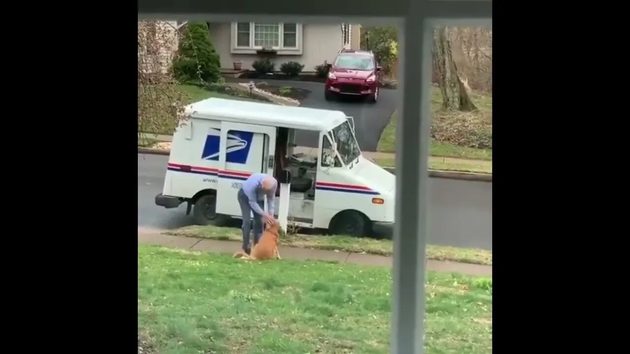 Winnie the Golden loves her mailman