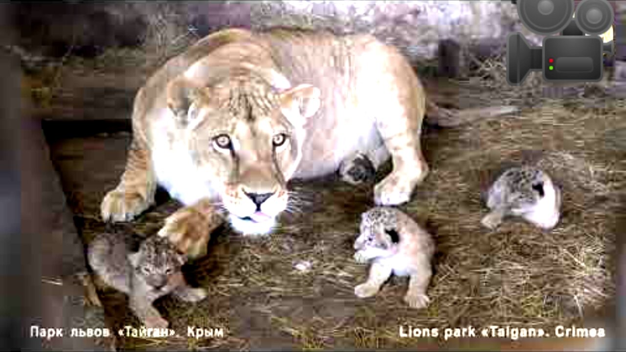 Lioness Lola from Chelyabinsk gave birth to triplets.