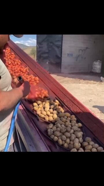 Where are your red potatoes coming from?