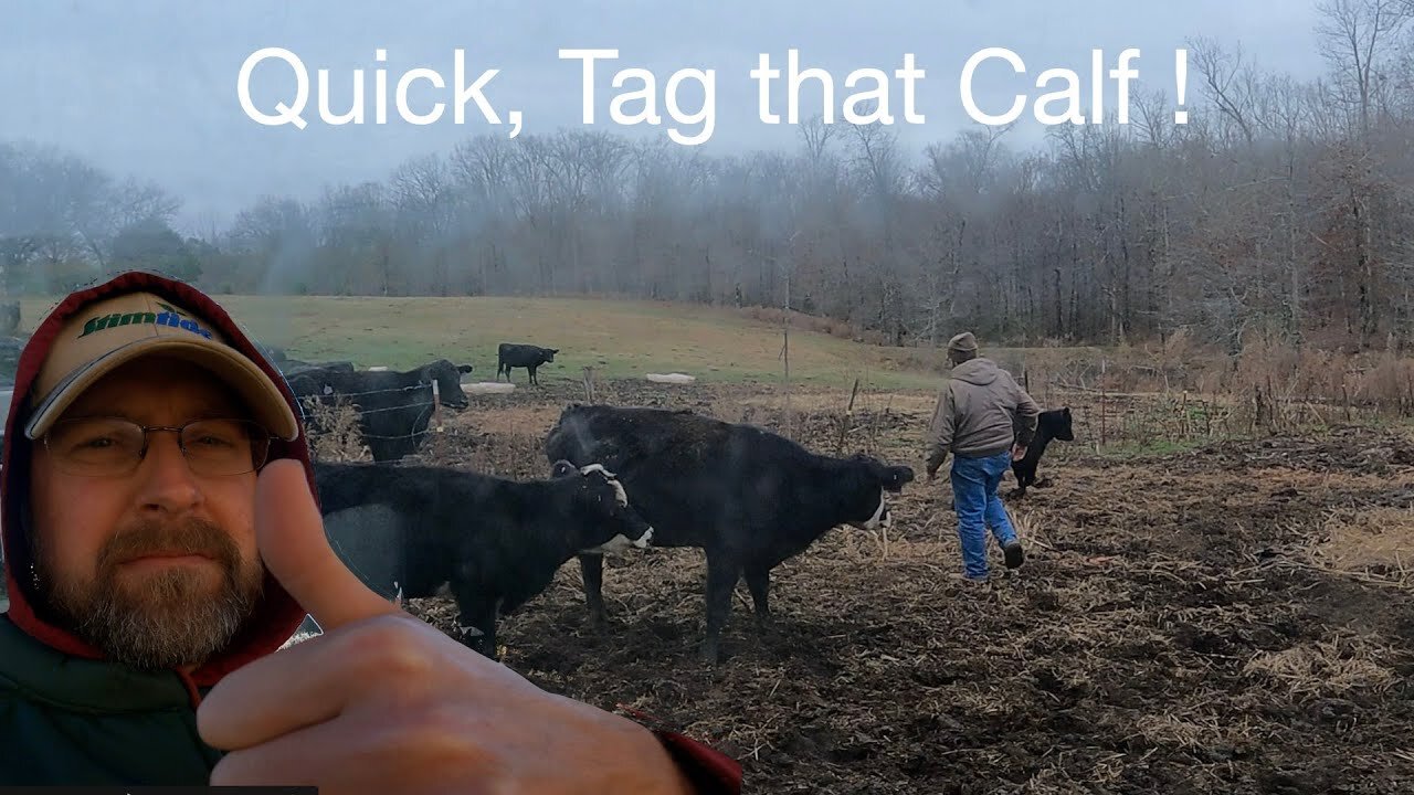 Quick tag that calf