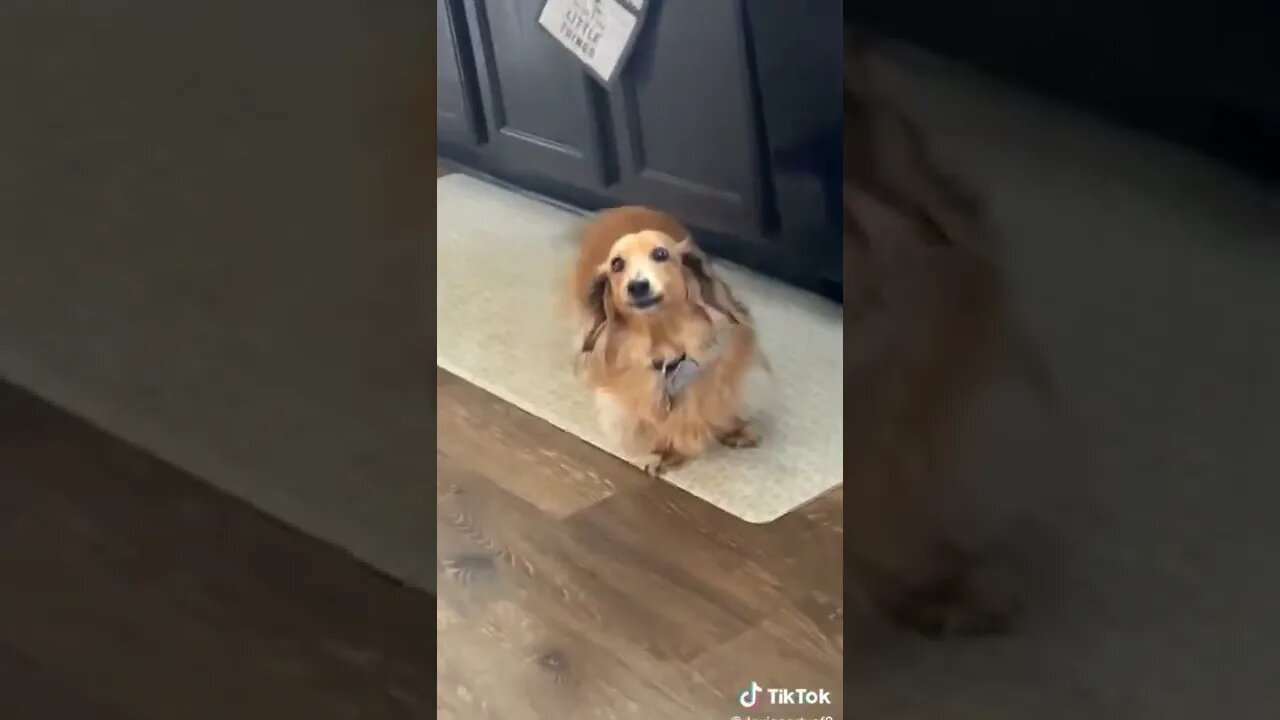 Video of Dachshund Begging Mom for Cucumbers