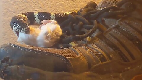Columbine the California King Snake EATS mouse!