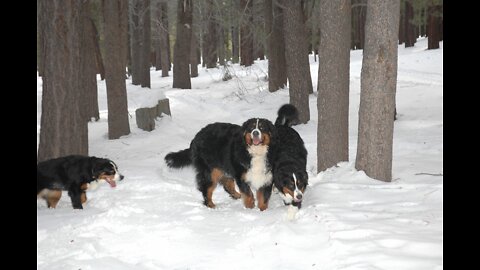 Bernese Mountain Dog Puppies Kissing