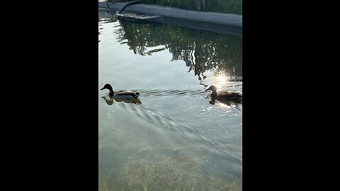 Ducks on the pond