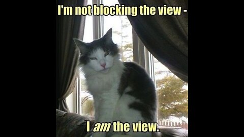 Sweet &Funniest Cats