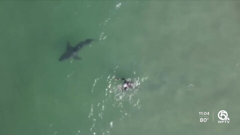 Shark sighting near Juno Beach forces swimmers out of water