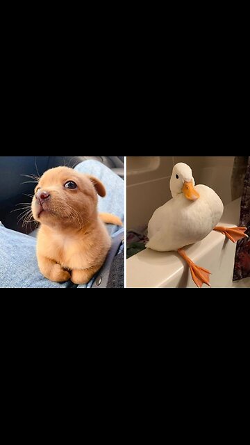 Adorable Animal Antics: A Burst of Cuteness 🐾😍