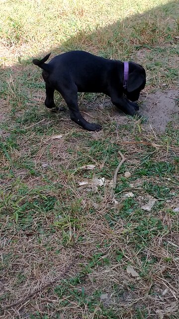 Diggin the new backyard! Millie and Tillie