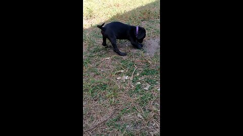 Diggin the new backyard! Millie and Tillie