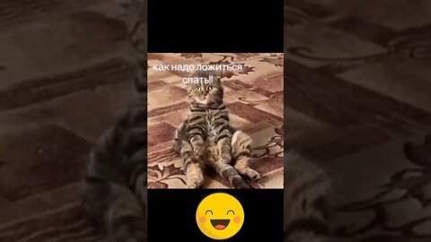 #shorts Смешные Коты Из Тик Тока 37 Funny Cats From Tiktok Funny Cats From TikTok