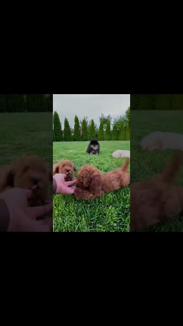 Os animais mais fofos e engraçados do mundo - #shorts #animais #memes #videosengraçados #fofos