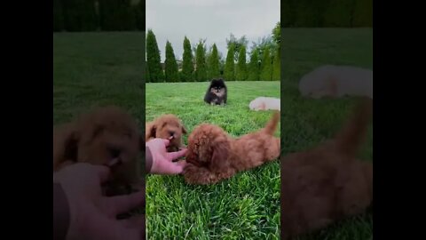 Os animais mais fofos e engraçados do mundo - #shorts #animais #memes #videosengraçados #fofos