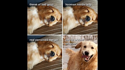 Dogs And Cats funny videos