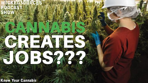 Cannabis Is Creating Jobs For Now But Will It Last As Black Market Dominance Grows