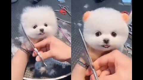 Cute pet dog hair cut fanny video