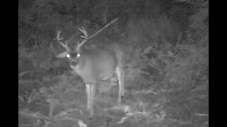 The Sitka blacktail Rut, Revillagigedo Island, Alaska 2020