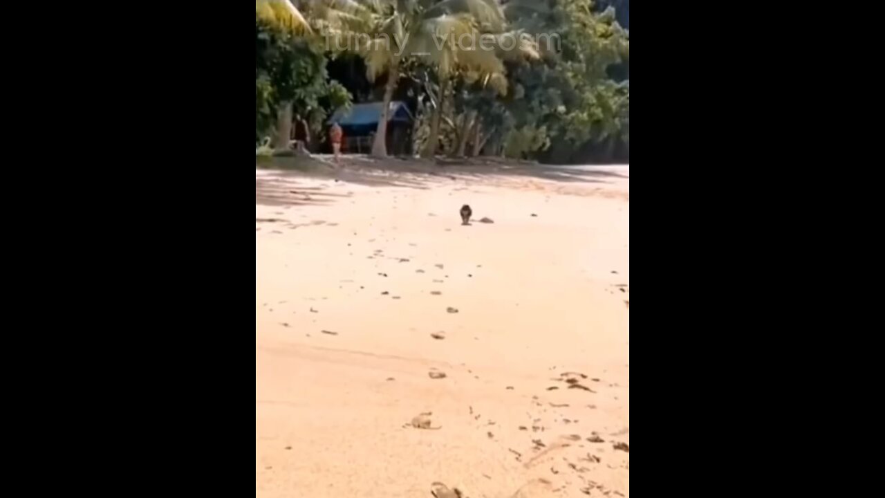 Funny Animals 😂