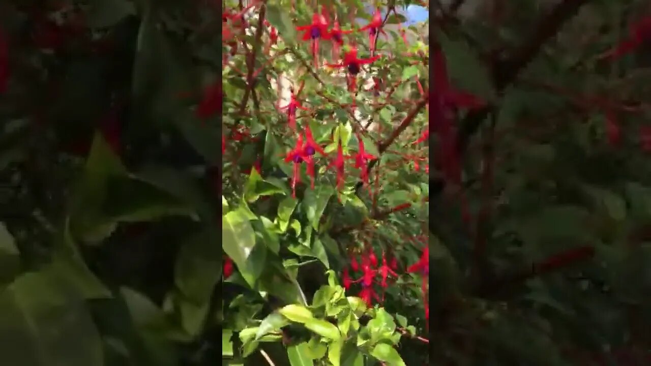 beautiful red flowers #shorts #england