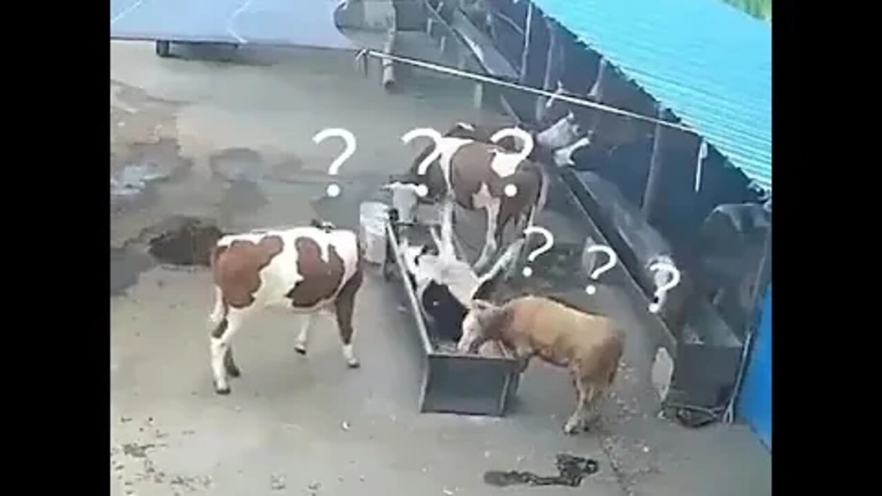 Bully Cow pushes another Sorry Cow.