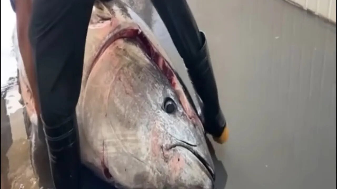 Sit back and enjoy the show as we watch a HUGE bluefin tuna be prepared for sashimi! 🐟🔪🍣