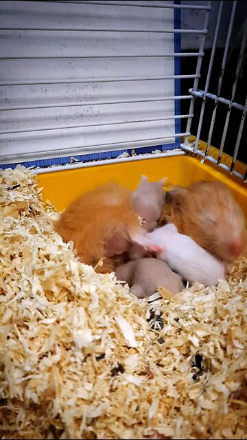 Peanut 🥴 hamster attacked by her milky babies | Hamster funny videos