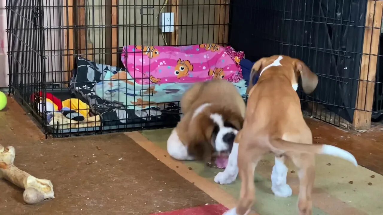 Tug of war- Great Dane vs. St. Bernard puppy