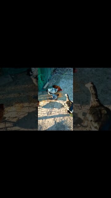 Good morning Rhiannon Rusty and P2