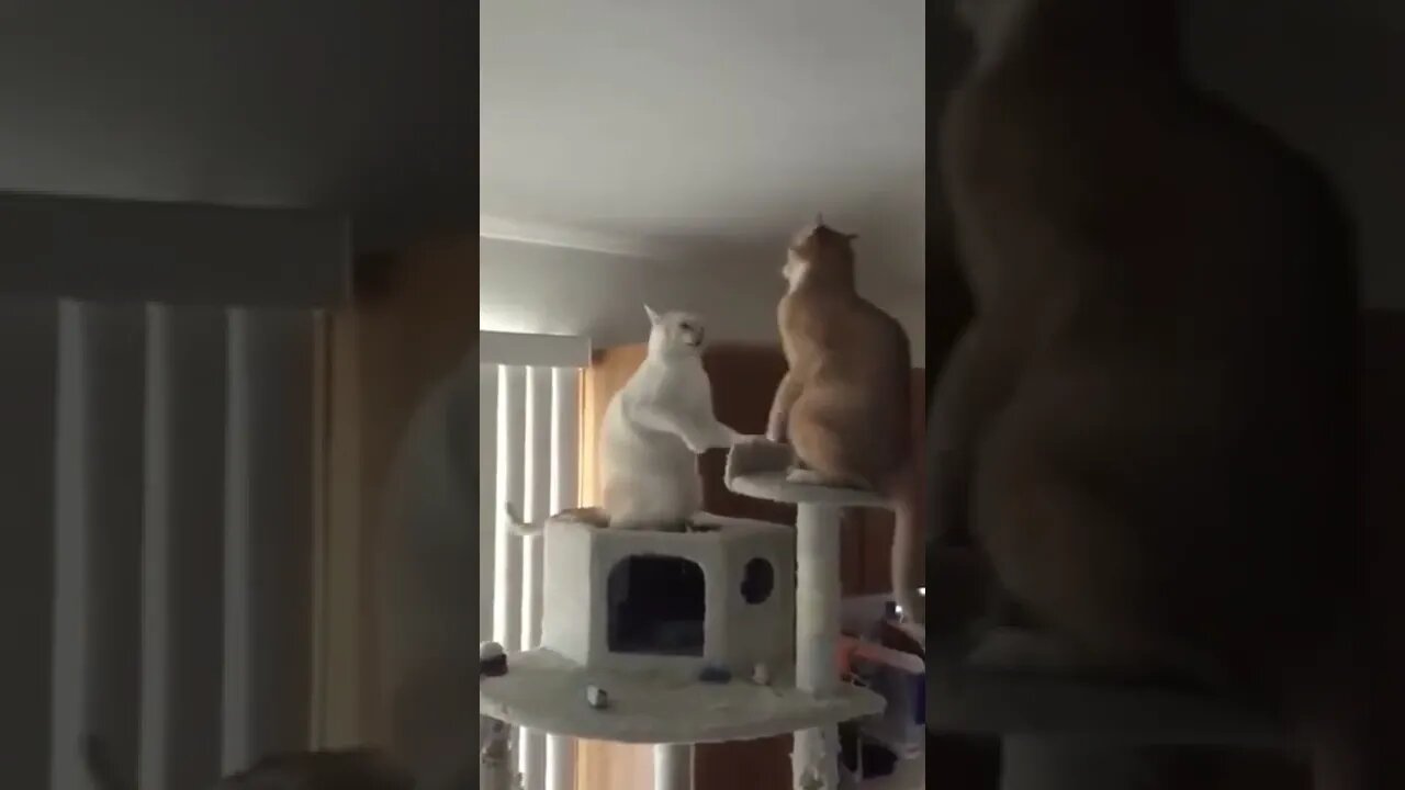 Fail Cat | Fight Cats #shorts