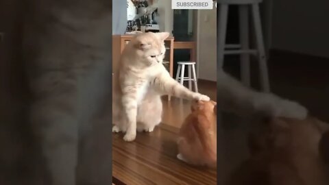 cute cat videos 😹 funny videos 😂 🟣