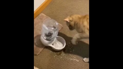 Thanks for the auto water dispenser. I love it!
