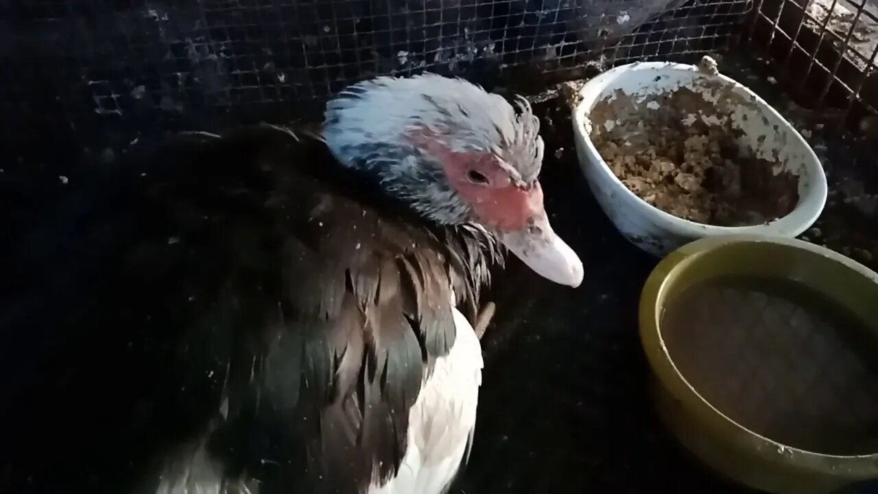 Muscovy Duck had a tick on her neck, 15th August 2020 ( Video 1 )