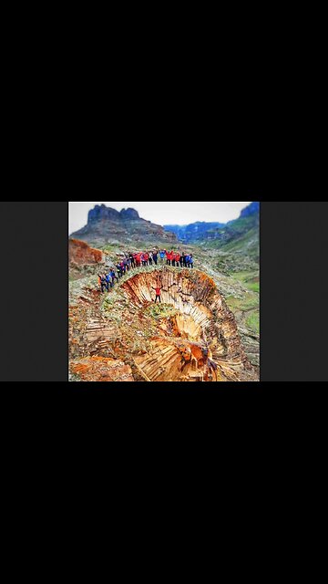 This world is full of the remnants of our ancient massive forests