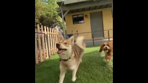 Ultimate baby dog and cute baby