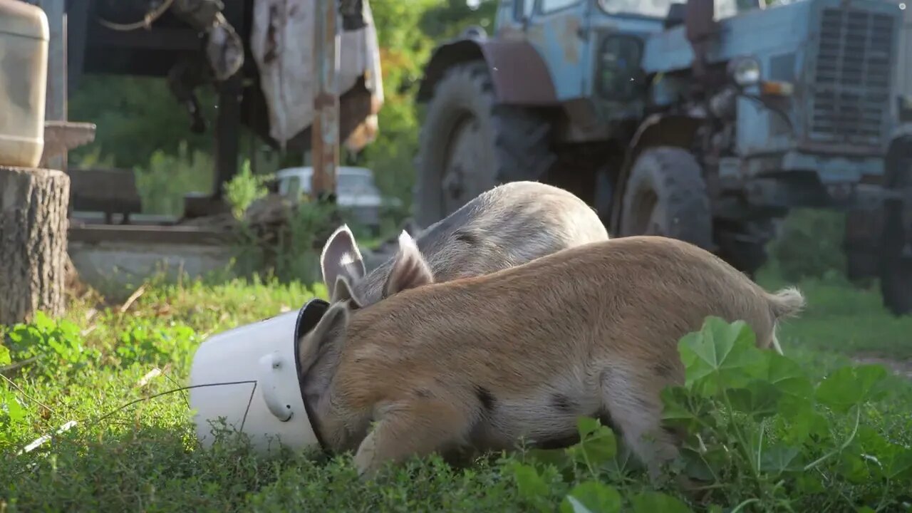 Funny cute little piglets at an animal farm. Little piglets household. Lovely pets85