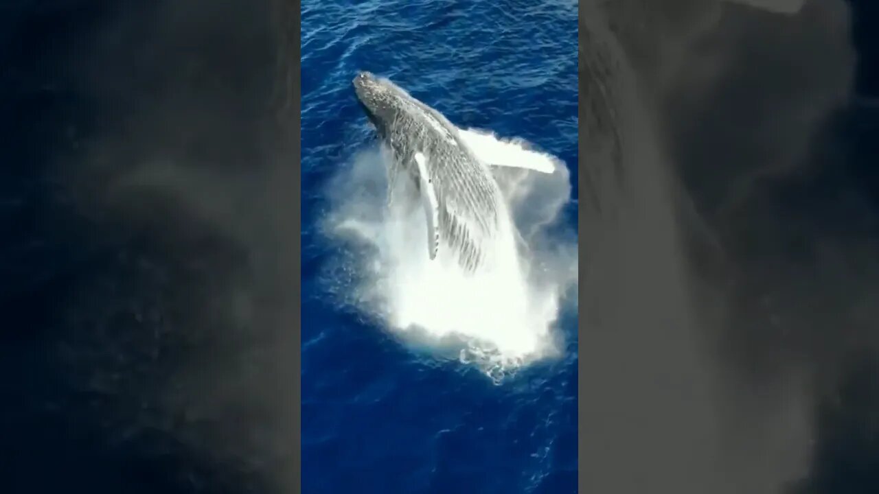 Breathtaking.. 🐋 #shorts