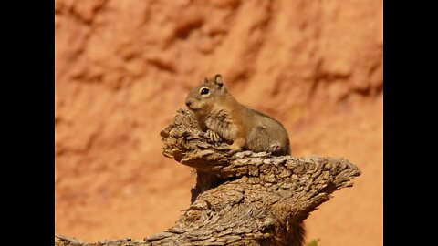 Squirrel